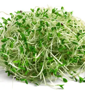 Micorgreen and sprouting SEMINAR