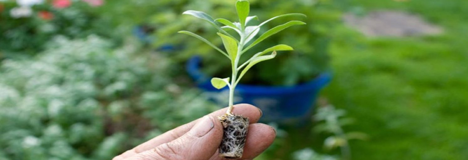 Plug Program Plug Program