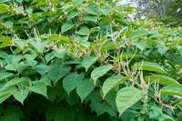 How to get rid of Japanese knotweed