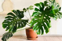 The Best Tips for a Stunning Monstera